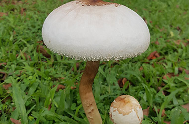 Mushroom, Angelic Watch
