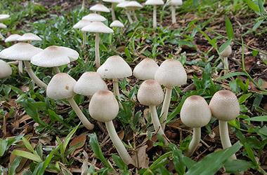 Mushroom, Gatherings