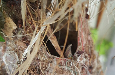 Bird's Nest, Hatchlings 1