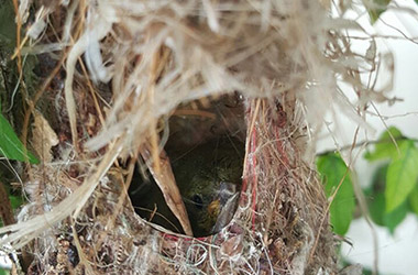 Bird's Nest, Hatchlings 2
