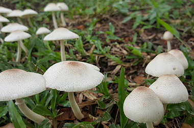 Mushroom, Gathering