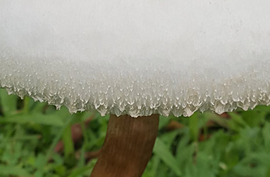 Mushroom Teardrops