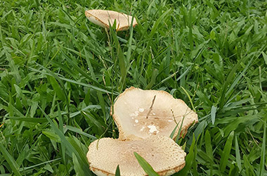 Mushroom, Toast