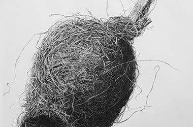Bird Nest No.5 - Nature drawing, realism in charcoal, Singapore art class and art scene. Beautiful artwork by Singapore contemporary artist