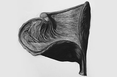 Organic Shape No.1 - Nature drawing, realism in charcoal, Singapore art class and arts scene. Beautiful artwork by Singapore contemporary artist
