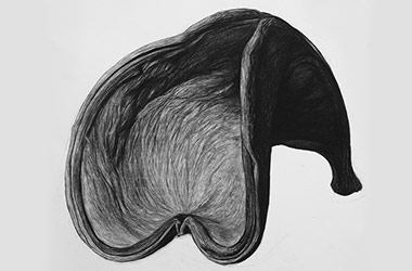 Organic Shape No.2 - Nature drawing, realism in charcoal, Singapore art class and arts scene. Beautiful artwork by Singapore contemporary artist