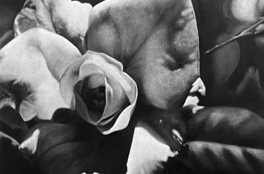 Photo realistic artwork of a white flower