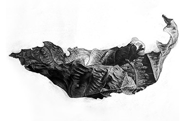 Leaf - Nature drawing, realism in charcoal, Singapore art class. Beautiful artwork by Singapore contemporary artist
