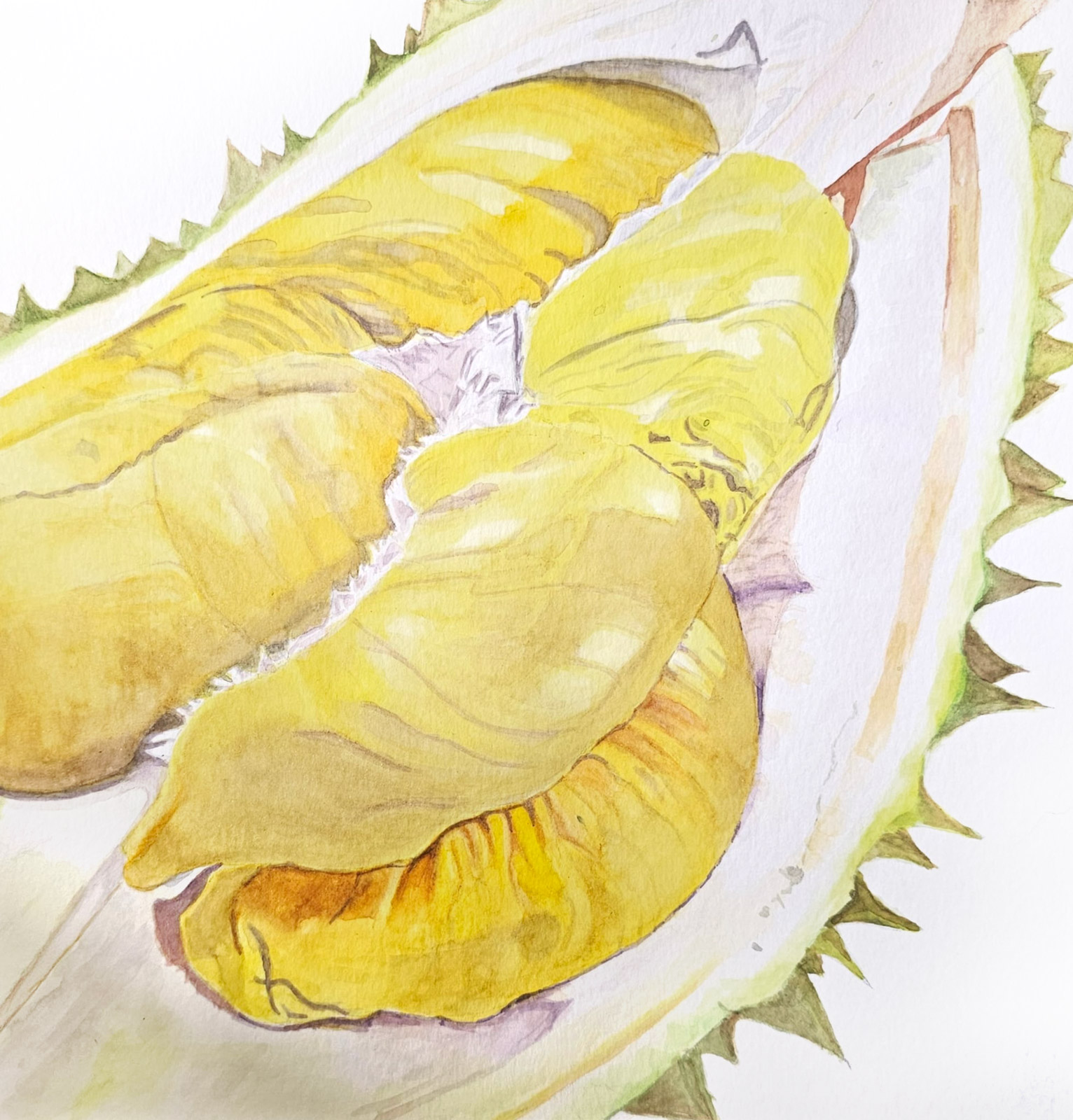 Soft — watercolour artwork by Lim Hong Meng