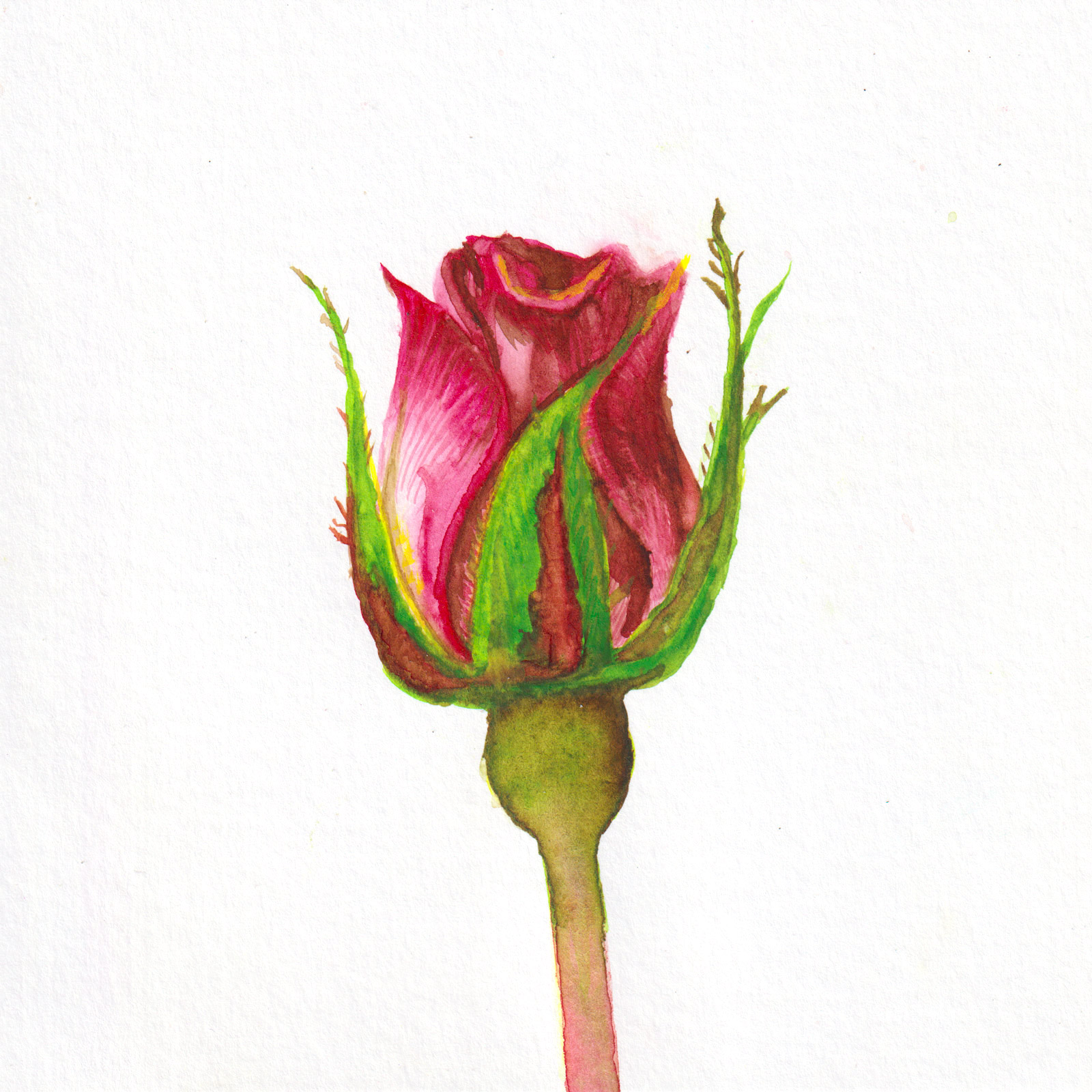 Growth — watercolour artwork by Lucretia