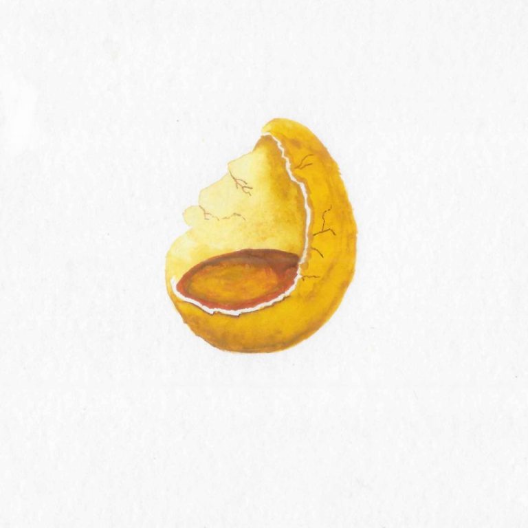 Hidden — watercolour artwork by Lucretia
